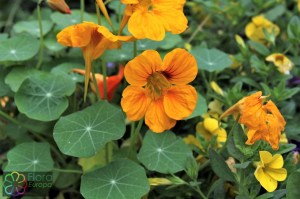 Tropaeolum (1)